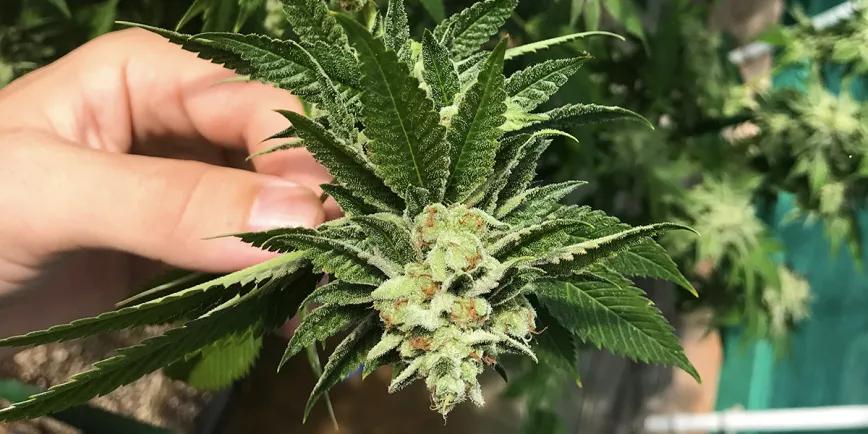 8 variedades para cultivar en casa