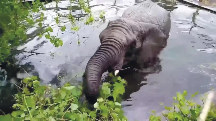 Elefante en el zoo