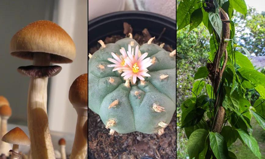 Ann Arbor, Michigan, descriminaliza los psicodélicos