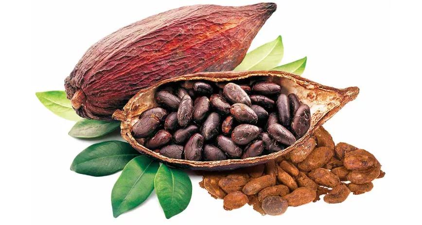 ¿El cacao es una sustancia psicoactiva?