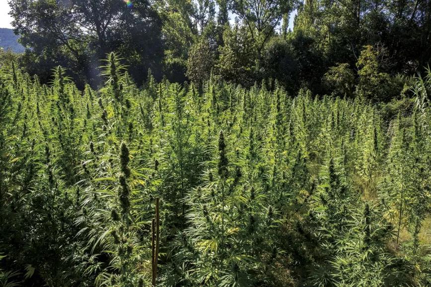 Plantación de cannabis