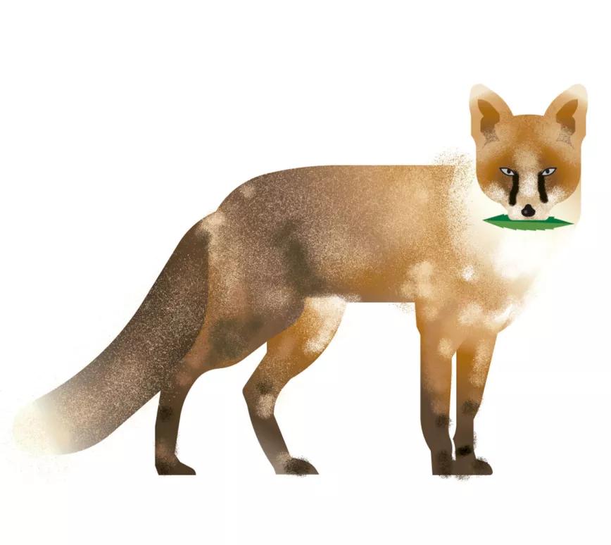 Ilustración: zorro