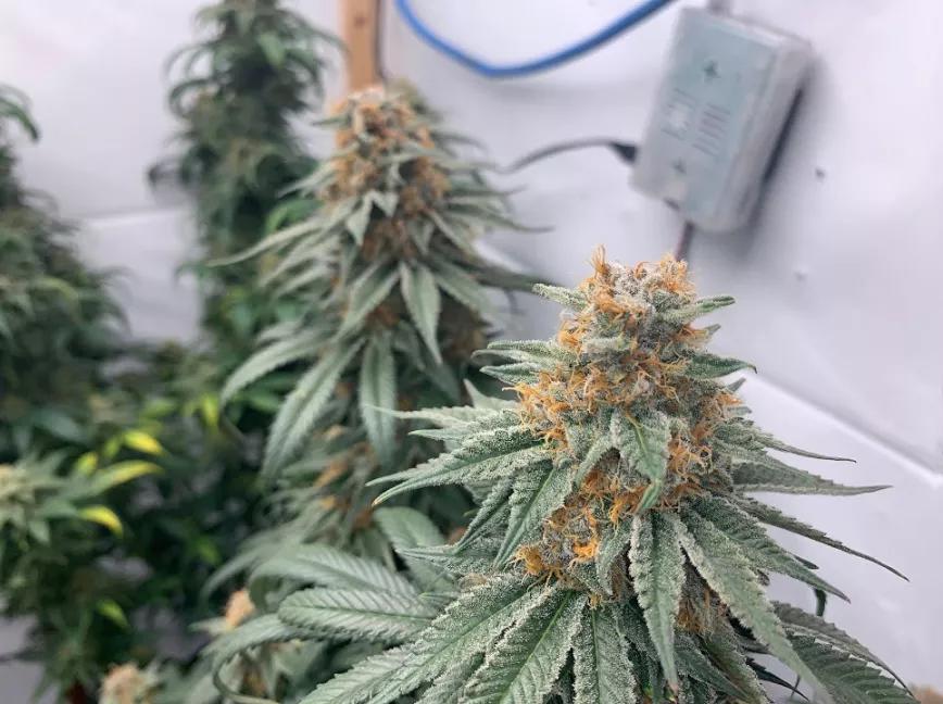 El ciclo de la vida de la marihuana en “time lapse”