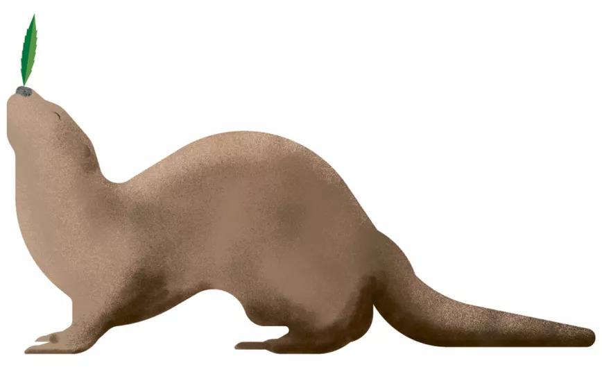 Ilustración: Nutria