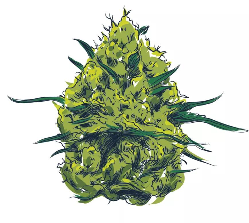 Cogollo, ilustración