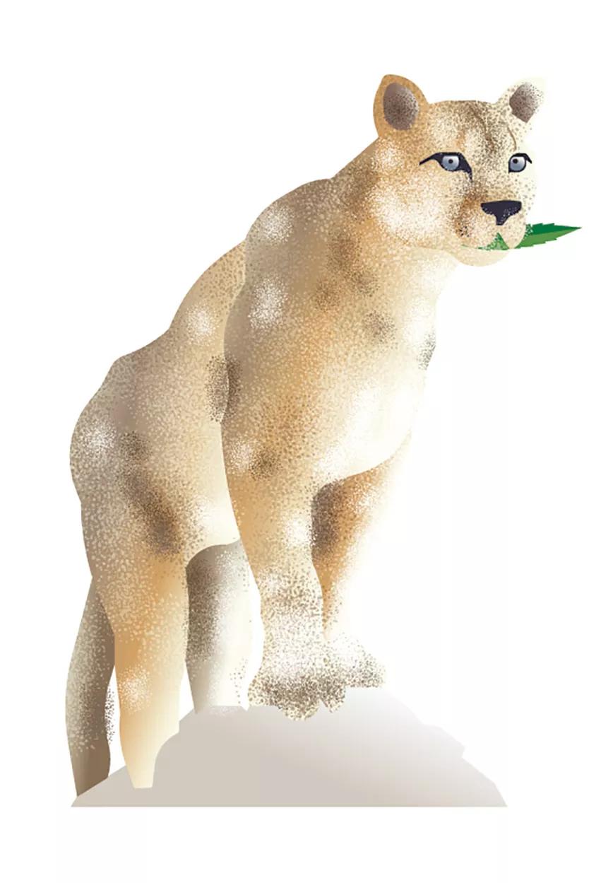 Ilustración: puma