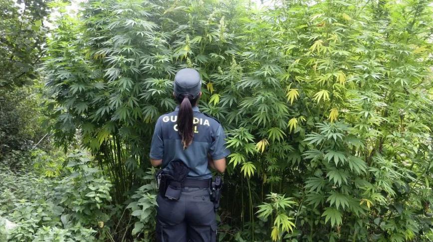 El Ministerio de Interior comprará 20 trituradoras más para destruir marihuana