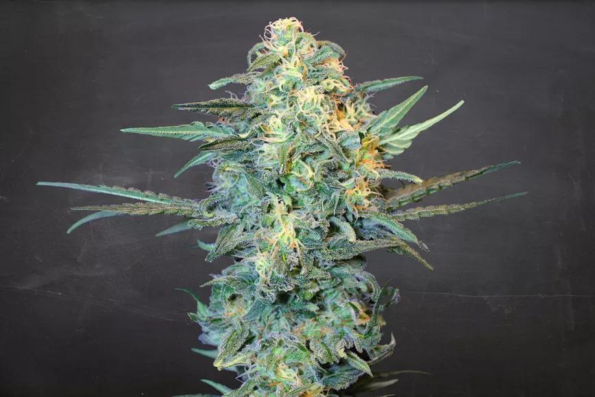 Critical Hit La Semilla Automática