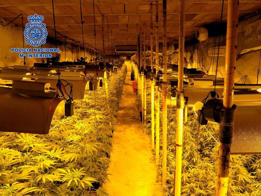 La policía desmantela un plantación subterránea con más de 1000 plantas en Toledo