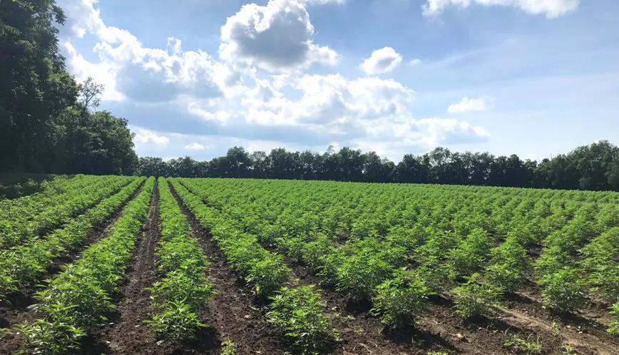 El Departamento de Agricultura de EE UU da 200.000 $ a un grupo de defensa del cáñamo