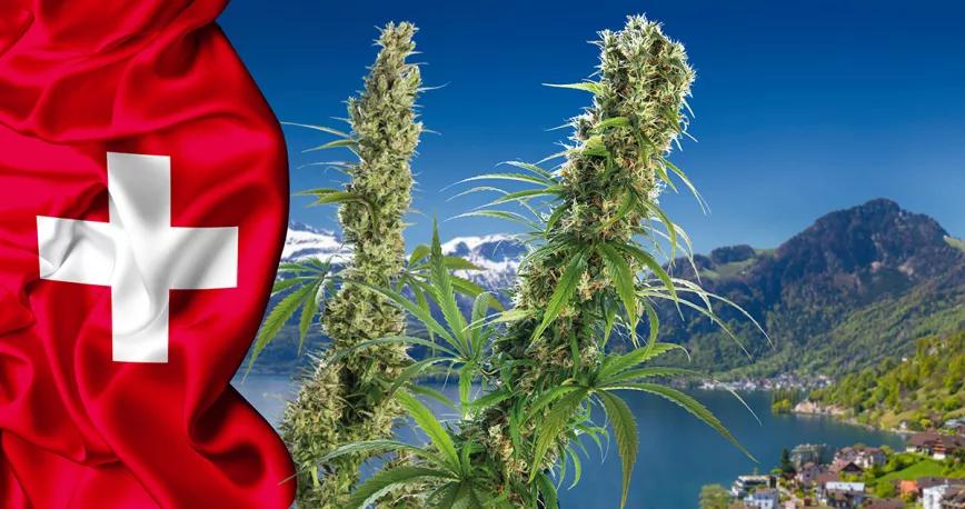 Suiza permitirá cultivar cualquier variedad de cáñamo con menos del 1% de THC sin registrar