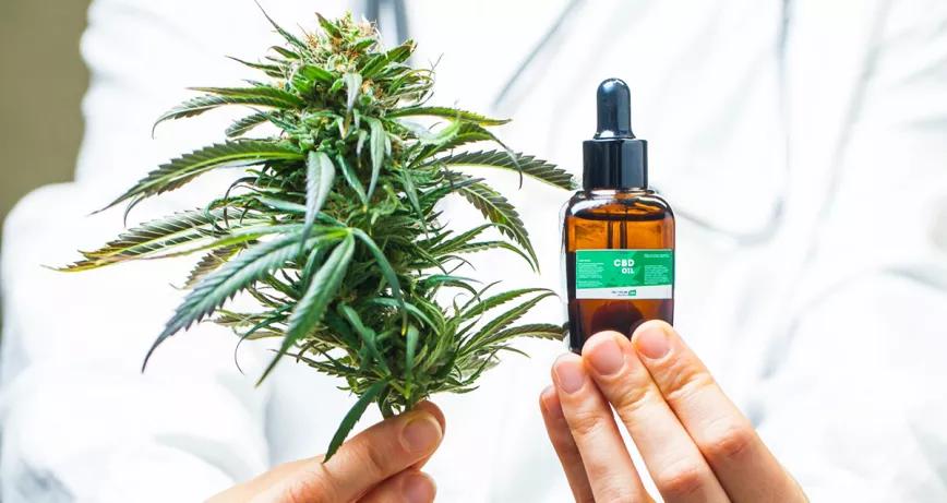 Las farmacias argentinas podrán elaborar su propio aceite de cannabis 