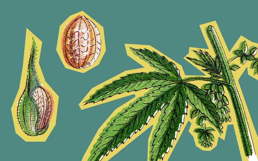 Grow shops intervenidos. Editorial Cáñamo #276