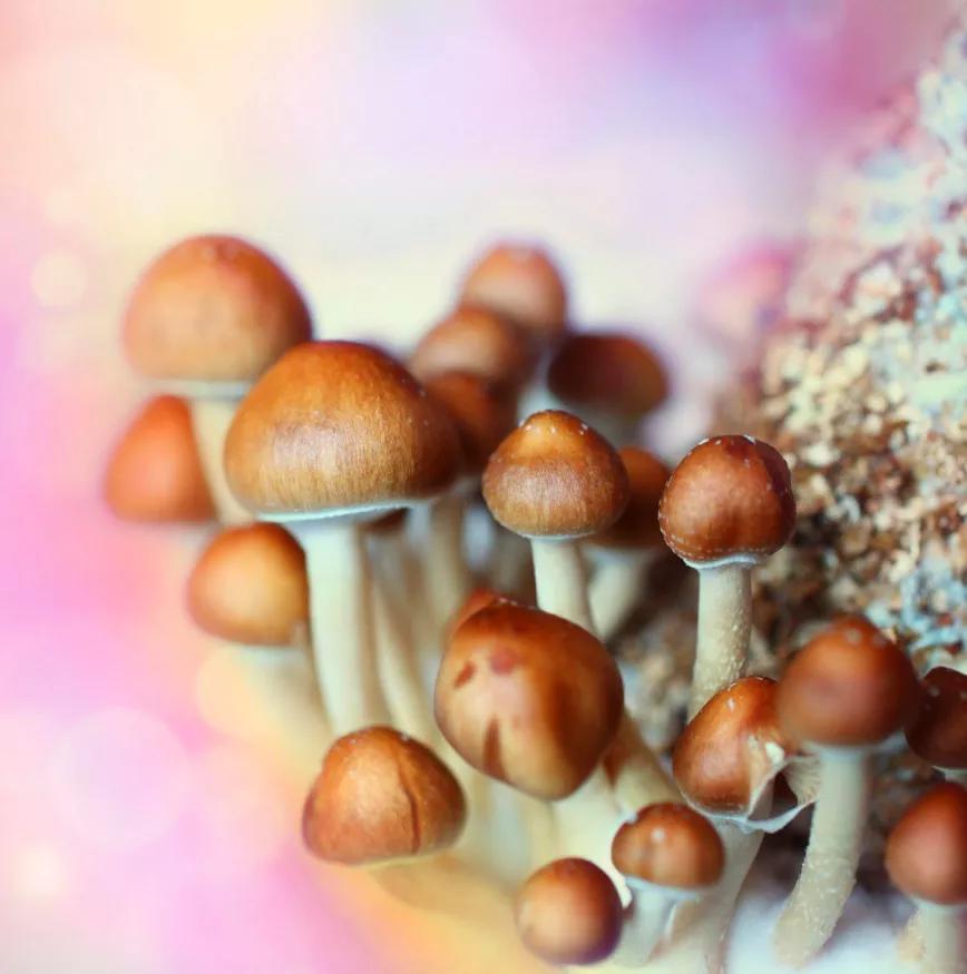 Canadá permitirá que los terapeutas usen psilocibina