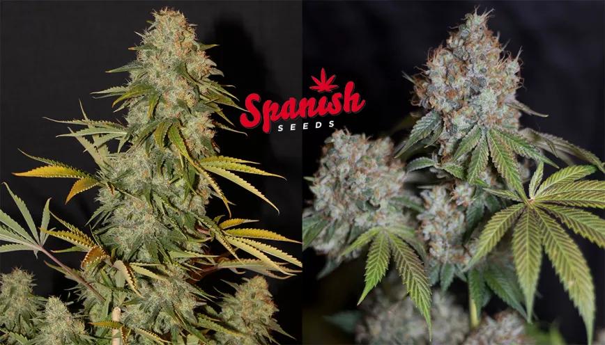ariedades top ventas de Spanish Seeds, gratis junto con la revista #276