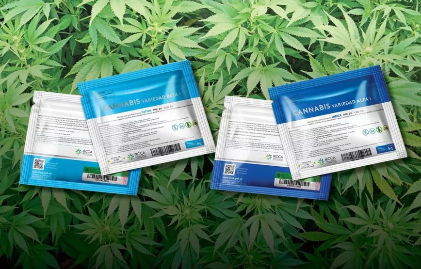 La Junta de Drogas de Uruguay estudiará la venta de cannabis a turistas