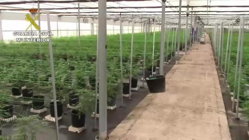 Condenados dos dueños de una plantación legal de cáñamo por ocultar parte de la cosecha