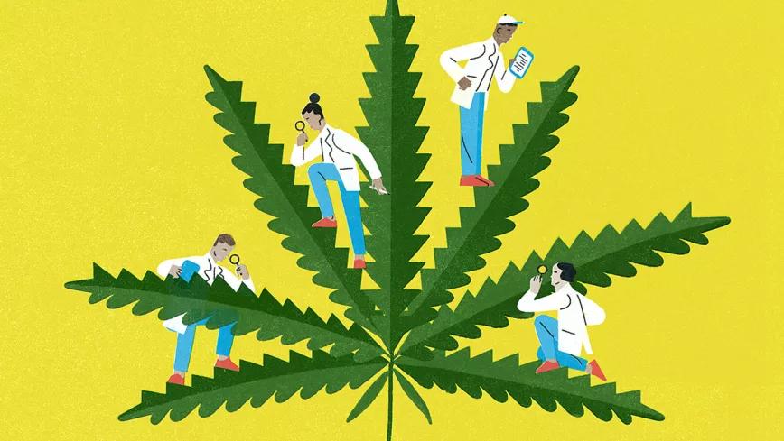 El número de artículos científicos sobre el cannabis bate récords en 2020