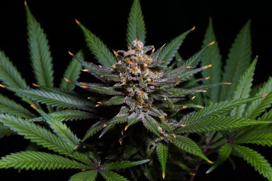 BCN Critical XXL Fem de Seedstockers