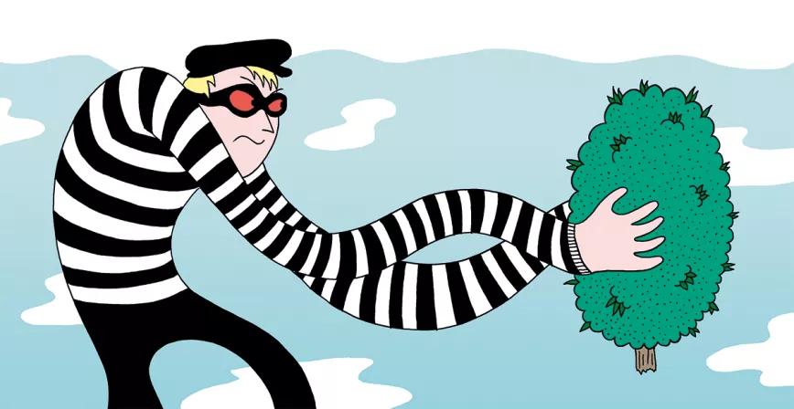 Ocho trucos para evitar a los ladrones de plantas 