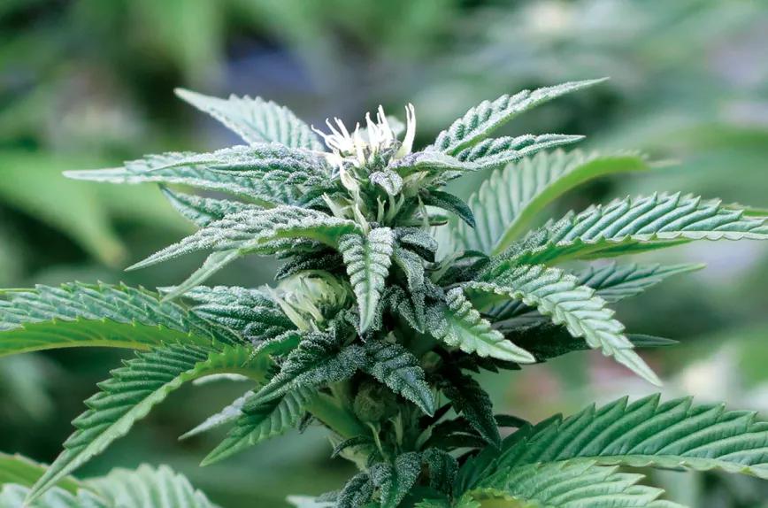 Aprovecha la primavera 