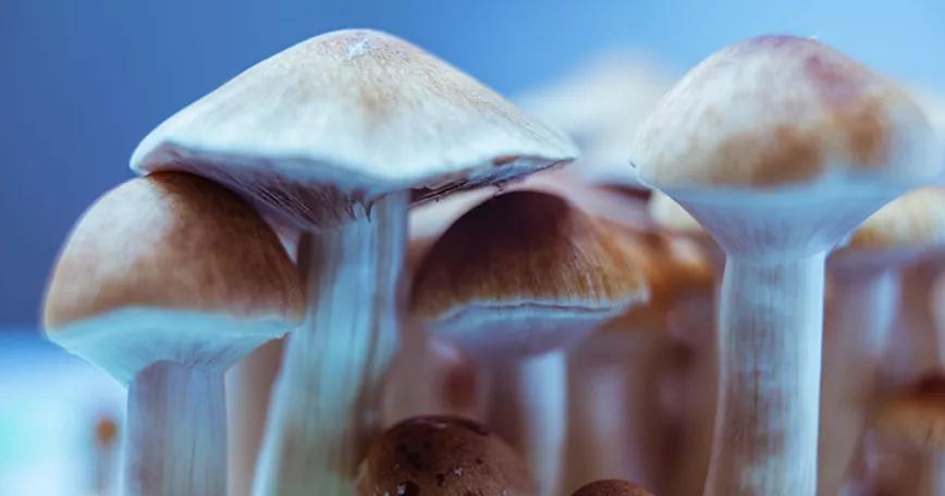 Somerville (Massachusetts), también despenaliza los psicodélicos naturales 