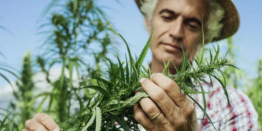 El Departamento de Agricultura de los EE UU publica el reglamento del cáñamo