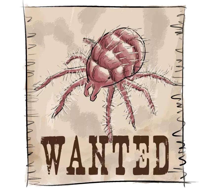 Identificaremos la plaga de araña roja al apreciar unas manchas o puntos amarillos a lo largo del nervio principal de las hojas.