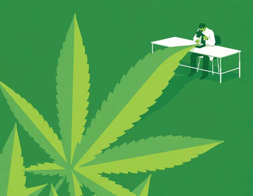 El Instituto Botánico de Barcelona lleva tres años estudiando los orígenes del cannabis