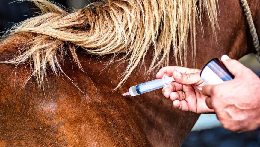 Filadelfia identifica un aumento del uso de xilacina, un anestésico veterinario 