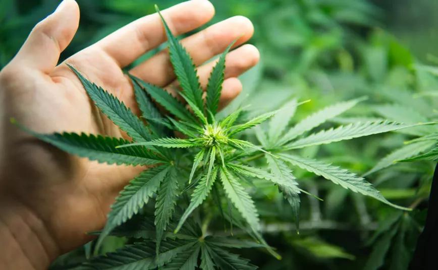 El Gobierno argentino presenta una ley para impulsar la producción de cannabis medicinal e industrial 