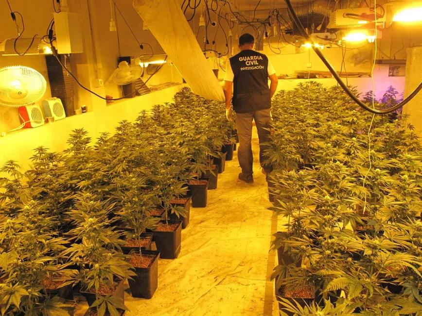 ‘Marihuana de Granada’, denominación de origen en los coffeeshops holandeses 