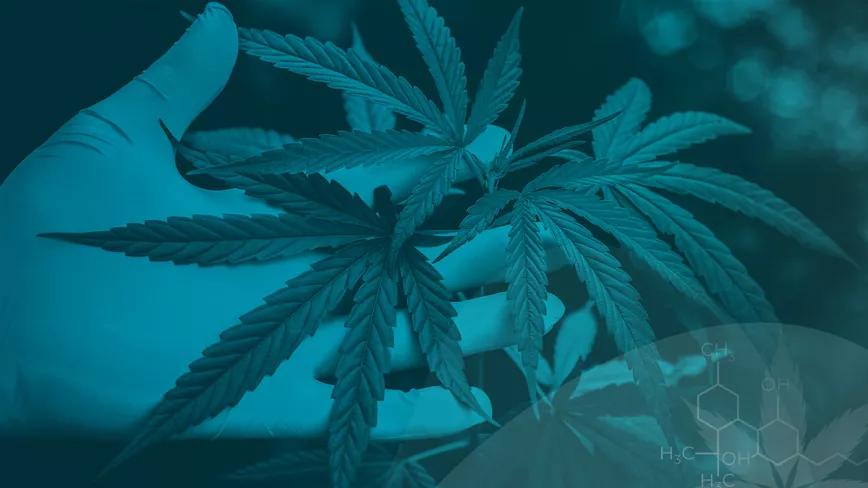 Cannabmed lanza una formación de seminarios sobre ciencia, salud y sociedad en torno al cannabis