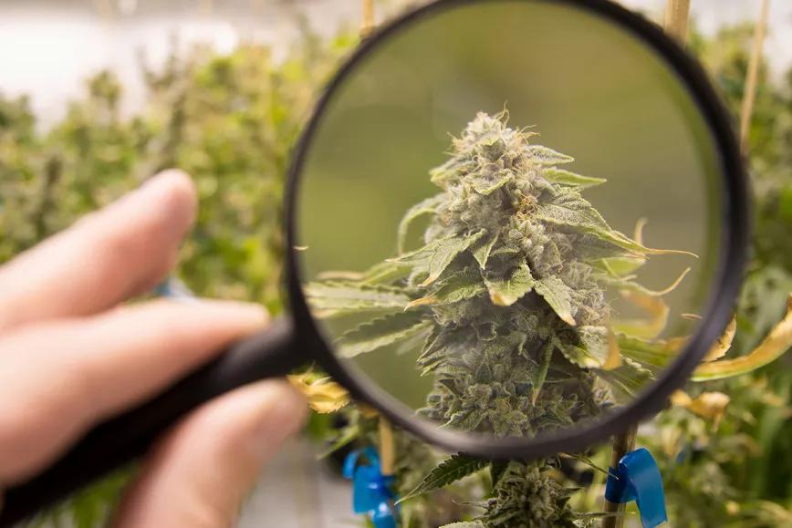 El Ministerio de Interior de Uruguay anuncia controles adicionales sobre los clubs de cannabis