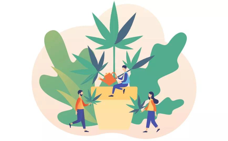 Editorial Cáñamo 19 Autocultivo en riesgo