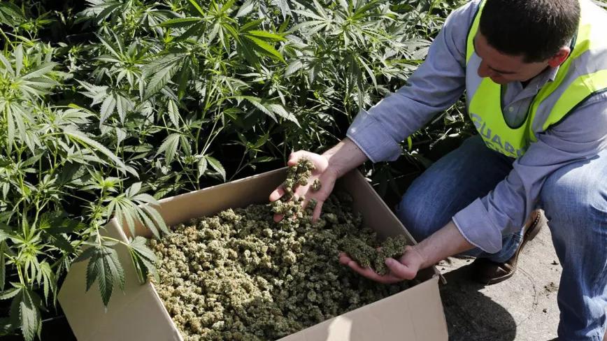 Galicia multiplicó los decomisos de cannabis en 2020 