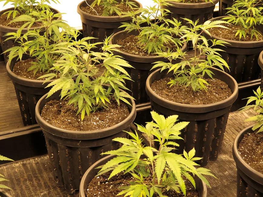 La fertilización foliar es muy adecuada para plantas en crecimiento.