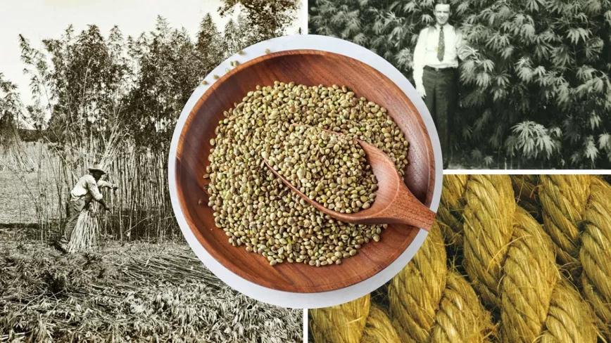 Un artículo revisa los usos antiguos y modernos del cannabis como alimento