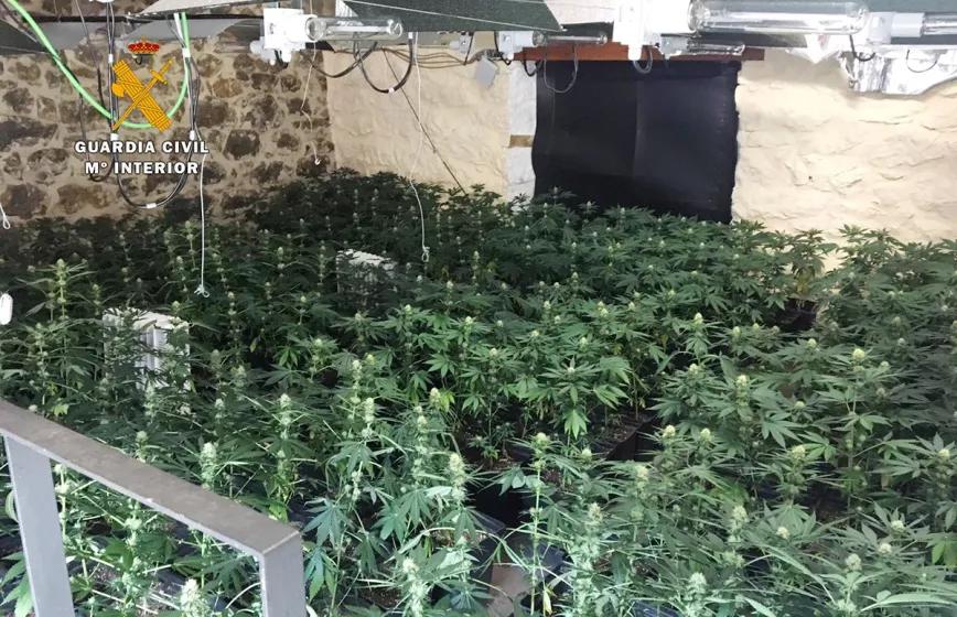 Absuelto un cultivador terapeútico que fue sorprendido con 1116 plantas
