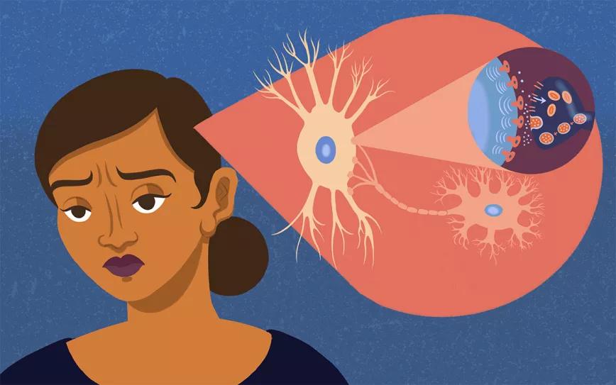 Un estudio da con una novedosa explicación para la acción de los distintos tipos de antidepresivos 