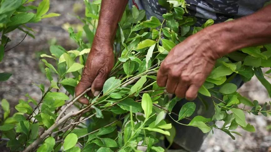Una comisión del Senado de Colombia aprueba el proyecto de Ley para regular la coca y la cocaína