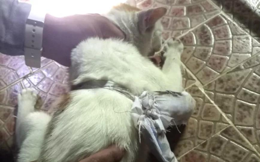 Pillan a un gato introduciendo cocaína, crack y cannabis en una cárcel panameña