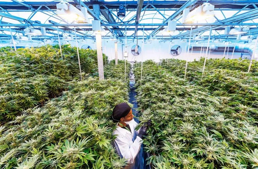 Curaleaf compra Emmac y se hace con una licencia para producir cannabis medicinal en España