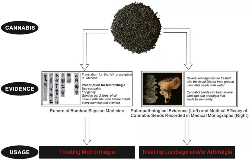 Restos arqueológicos evidencian el uso ancestral del cannabis para tratar el lumbago en China