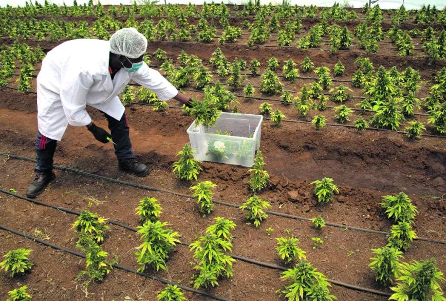 La Asociación de Agricultores Negros de Sudáfrica protesta por la entrega desigual de licencias de cannabis