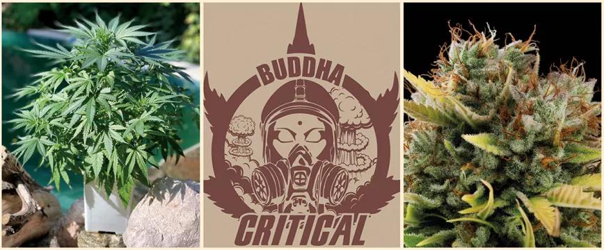 BUDDHA CRITICAL: el reencuentro con el clásico más esperado