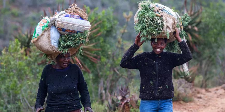 Legislar el cannabis para mejorar las condiciones de agricultores y campesinos