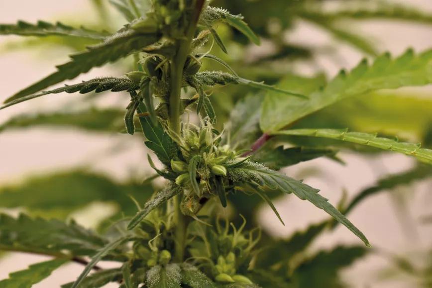 Esta hembra fue fumigada con STS cuando ya estaba empezando a florecer, por eso tiene flores hembra junto a las flores macho.