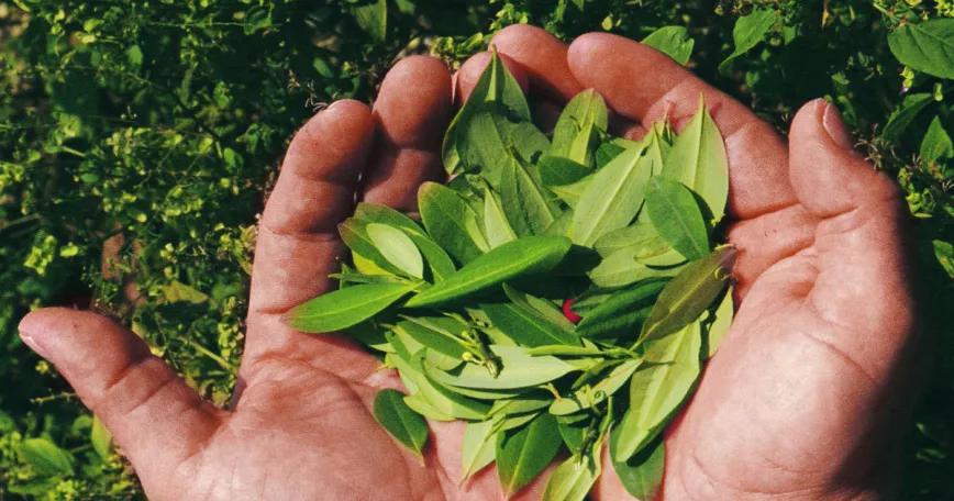 Bolivia le dice a la ONU que no se meta con sus cultivos de hoja de coca