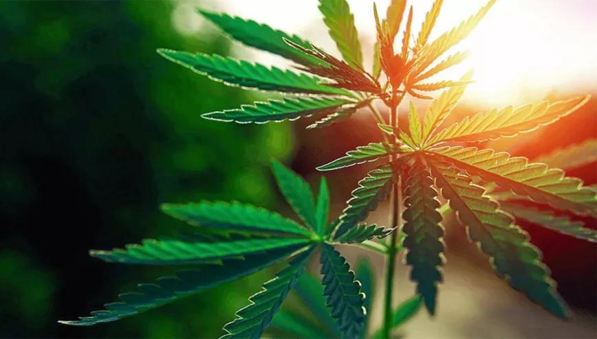 El Parlamento de Nigeria aprueba un plan para regular el cáñamo industrial y el CBD 